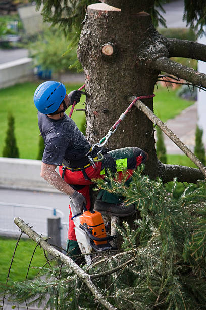 Totowa, NJ Tree Care Services Company